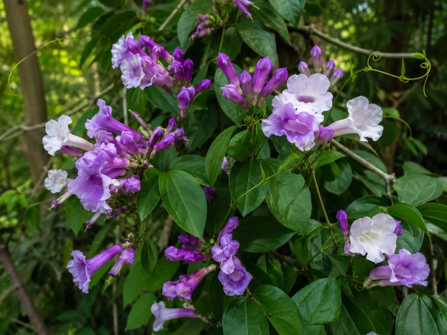 Botanische impressie van Ajoen tete (Mansoa alliacea)