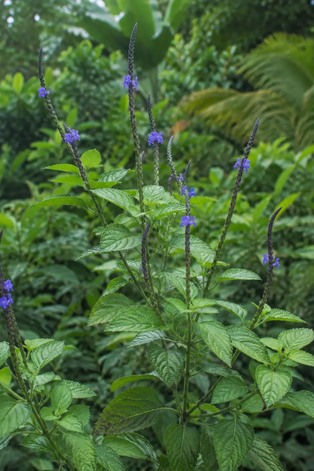 Alata labu met lange bloemaren en kleine paarsblauwe bloemen