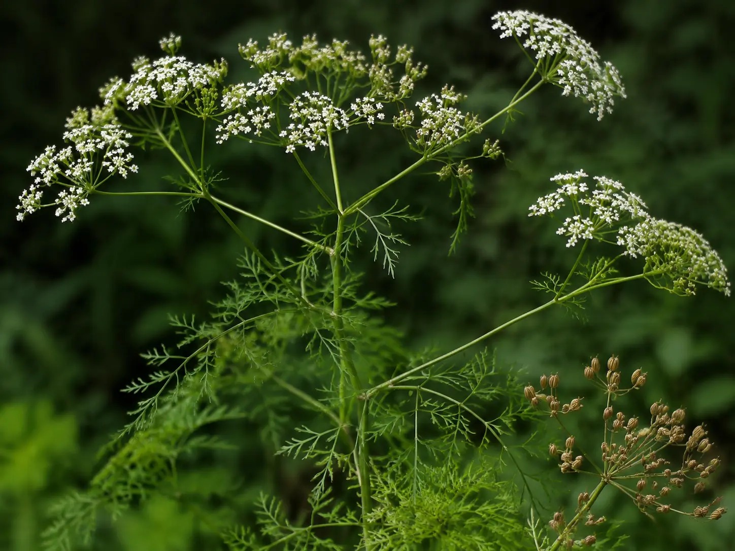 Visuele botanische impressie van Anijs