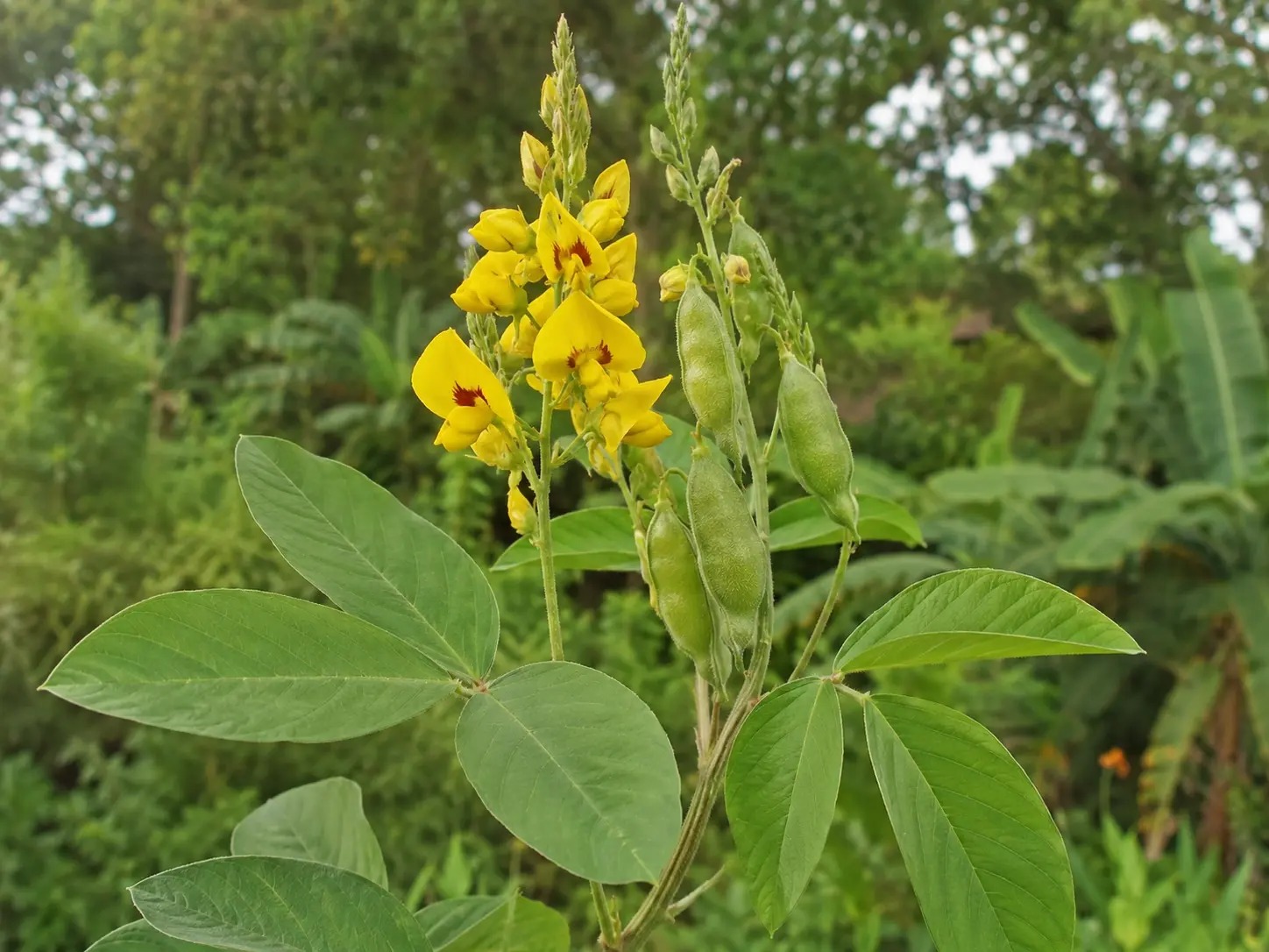 Botanische impressie van Apuku baasi (Crotalaria micans)