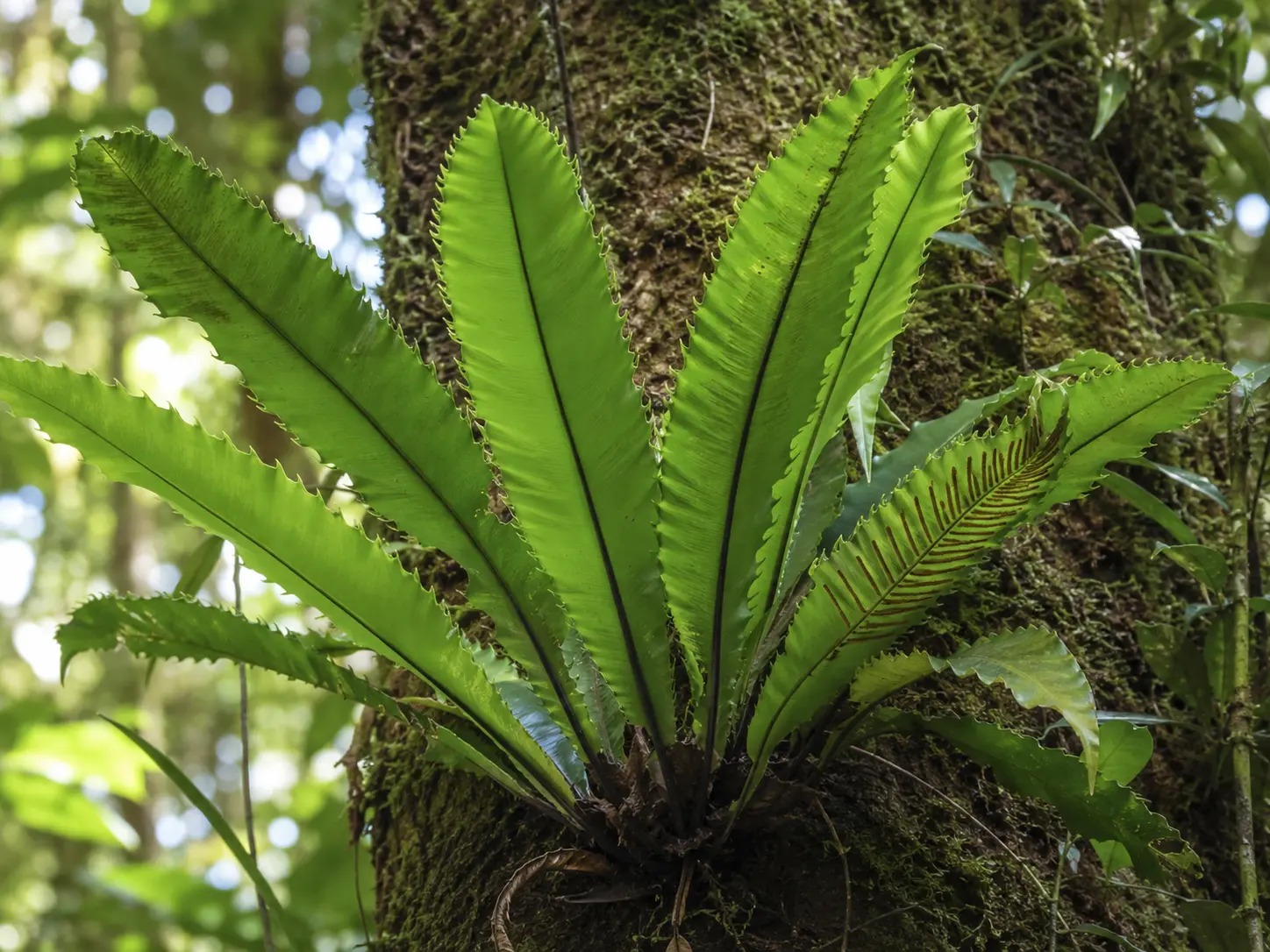 Botanische impressie van Apuku kamsa (Asplenium serratum)