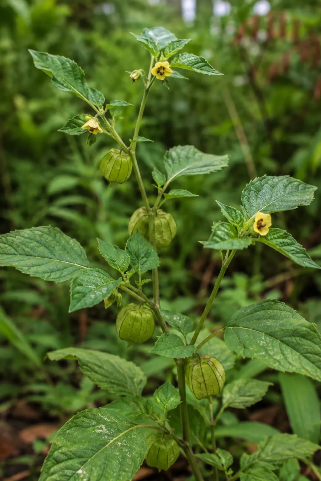 Batotobita met groene bladeren en lampionvormige kelken rond kleine vruchten