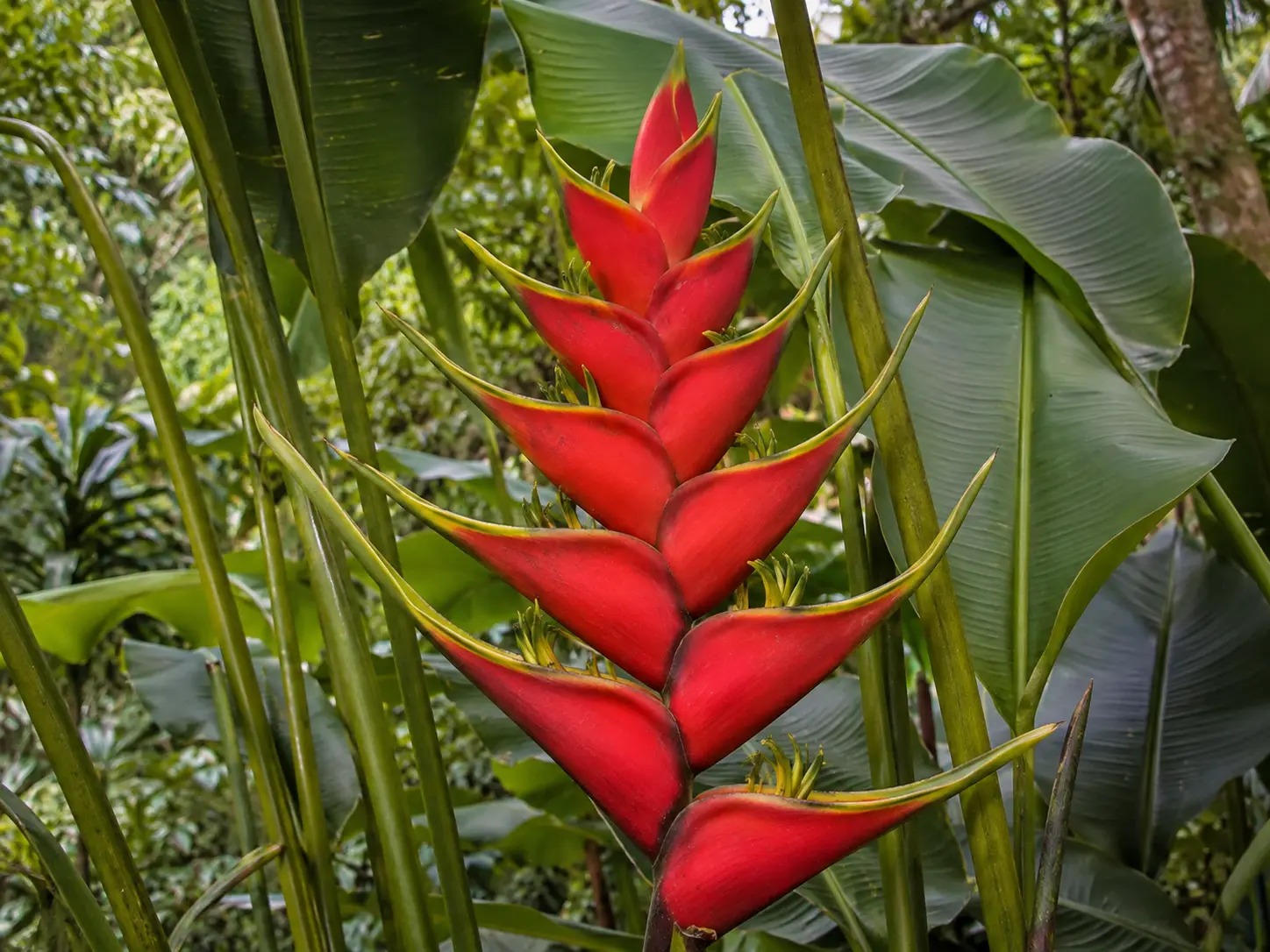 Botanische impressie van Bigi apuku palulu (Heliconia bihai)
