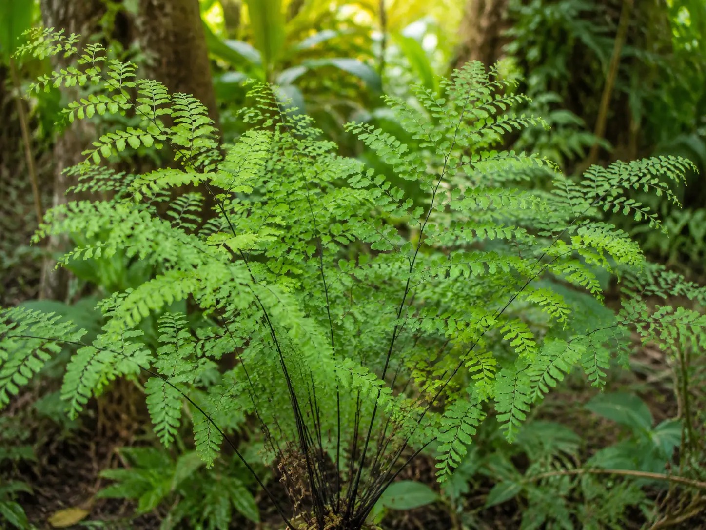 Botanische impressie van Blaka futu (Adiantum leprieurii / Adiantum serratodentatum / Lindsaea sp.)