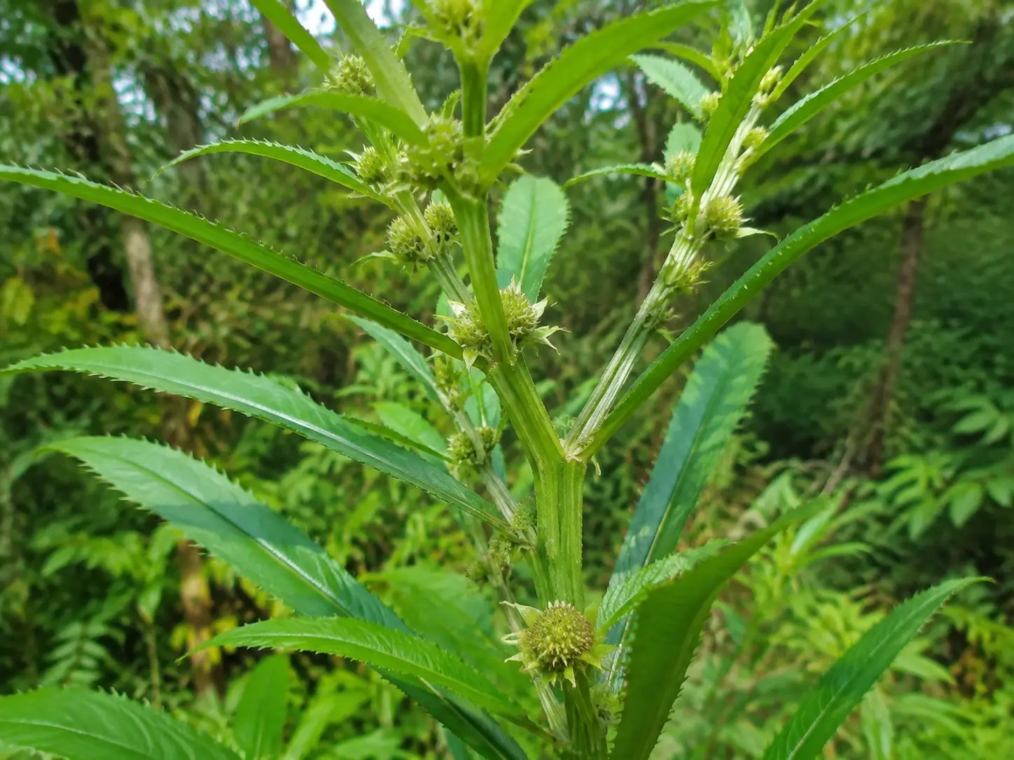 Botanische impressie van Brokopanji (Rolandra fruticosa)
