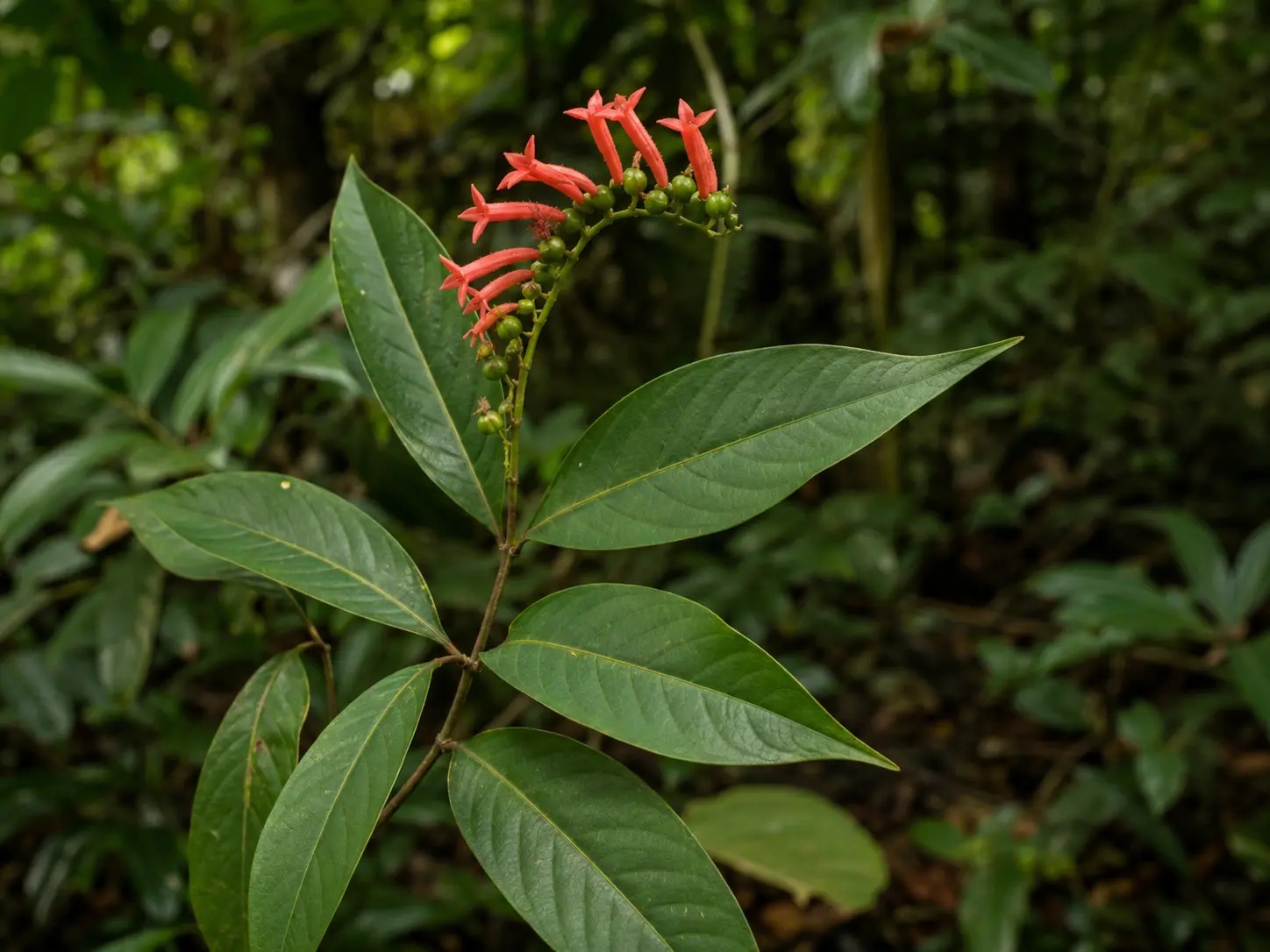 Botanische impressie van Busi drunguman (Spigelia hamelioides)