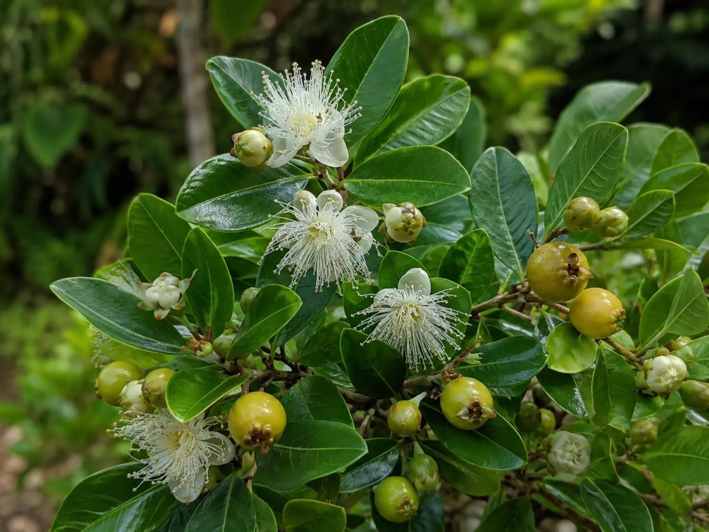 Botanische impressie van Campomanesia grandiflora (Campomanesia grandiflora)