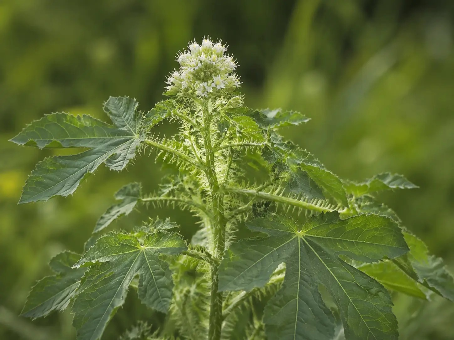Cnidoscolus urens met gelobd blad en duidelijk zichtbare brandharen