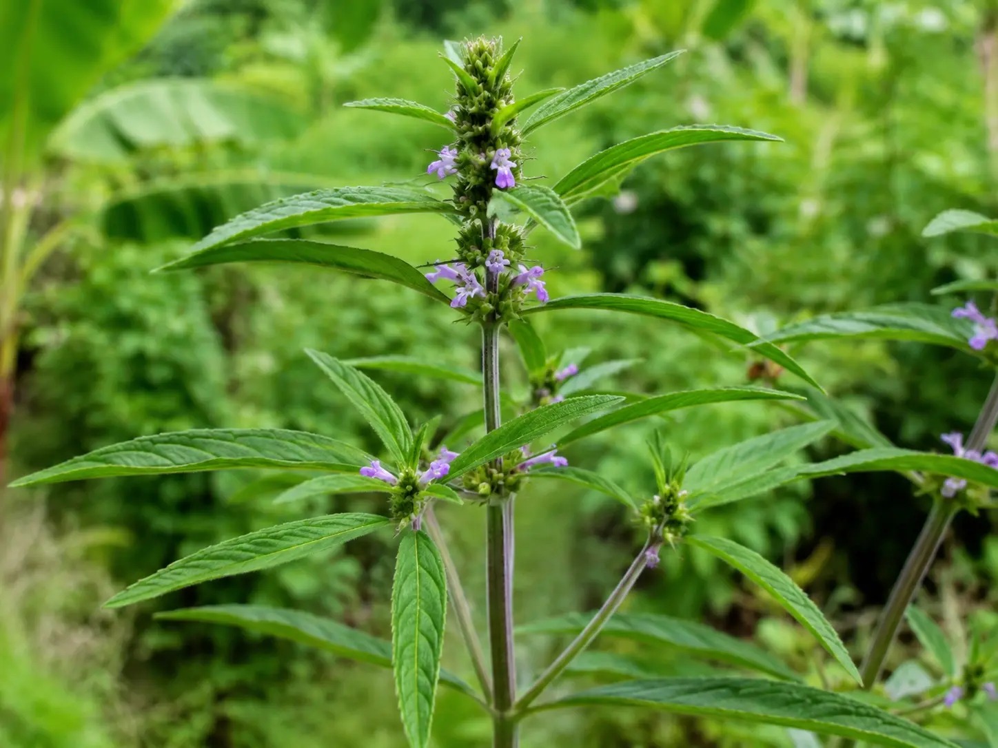 Botanische impressie van Fayadyan (Hyptis lanceolata)