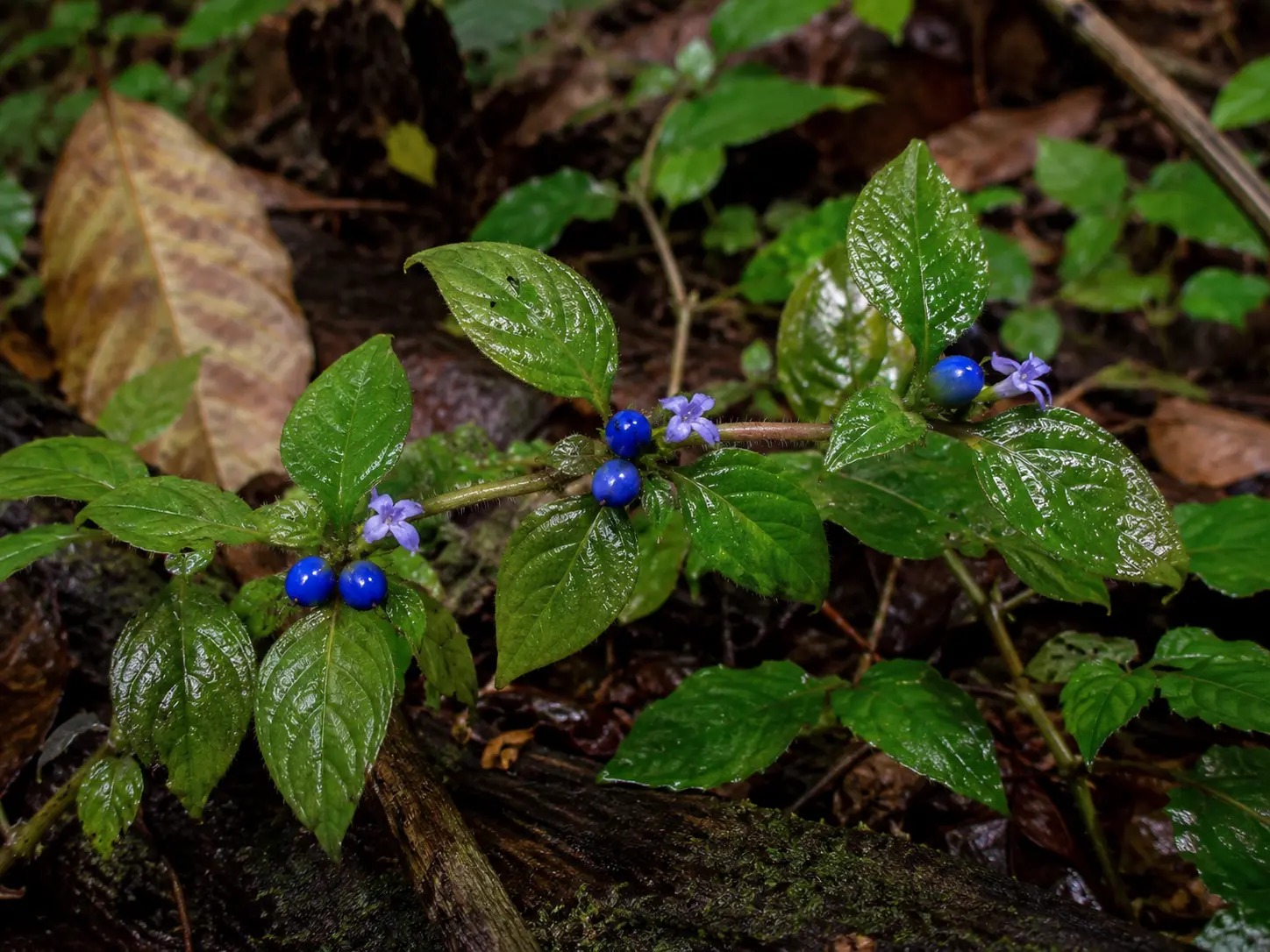 Botanische impressie van Fodoe kama (Coccocypselum guianense)