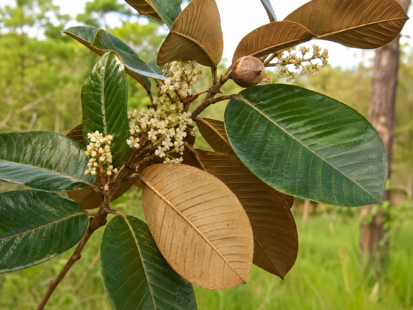 Botanische impressie van Fungu (Parinari campestris)