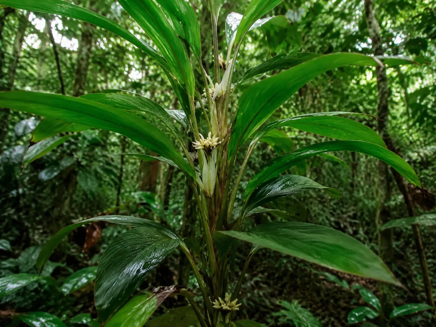 Botanische impressie van Gaan babadua (Ischnosiphon puberulus)