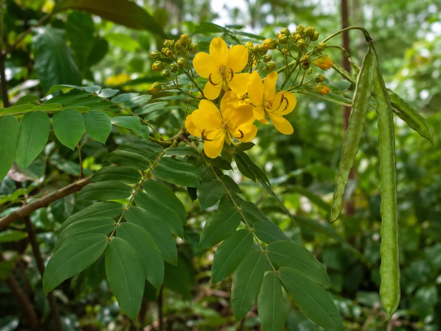 Botanische impressie van Gaan pesi (Senna quinquangulata)