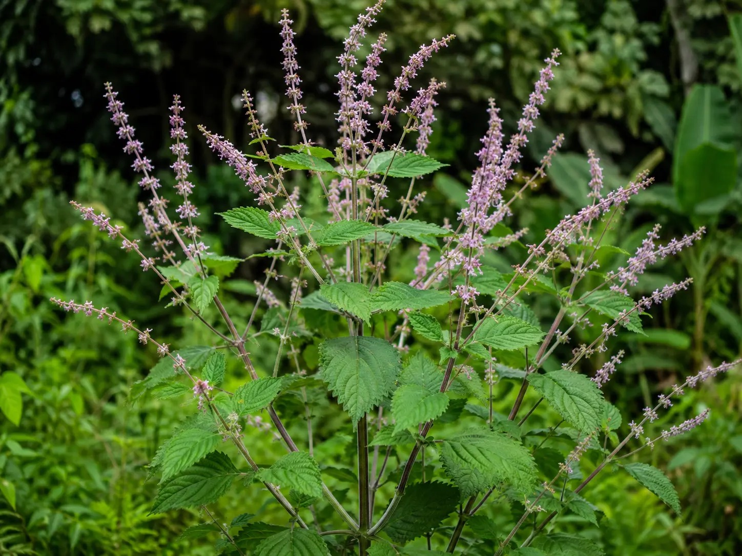Botanische impressie van Gado pai pina (Cantinoa mutabilis)