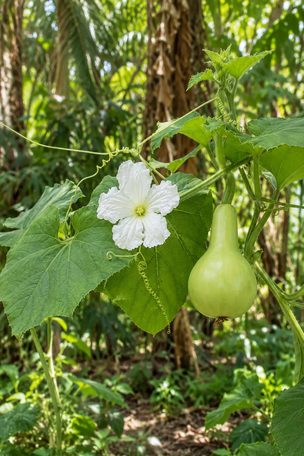 Botanische impressie van Godo (Lagenaria siceraria)