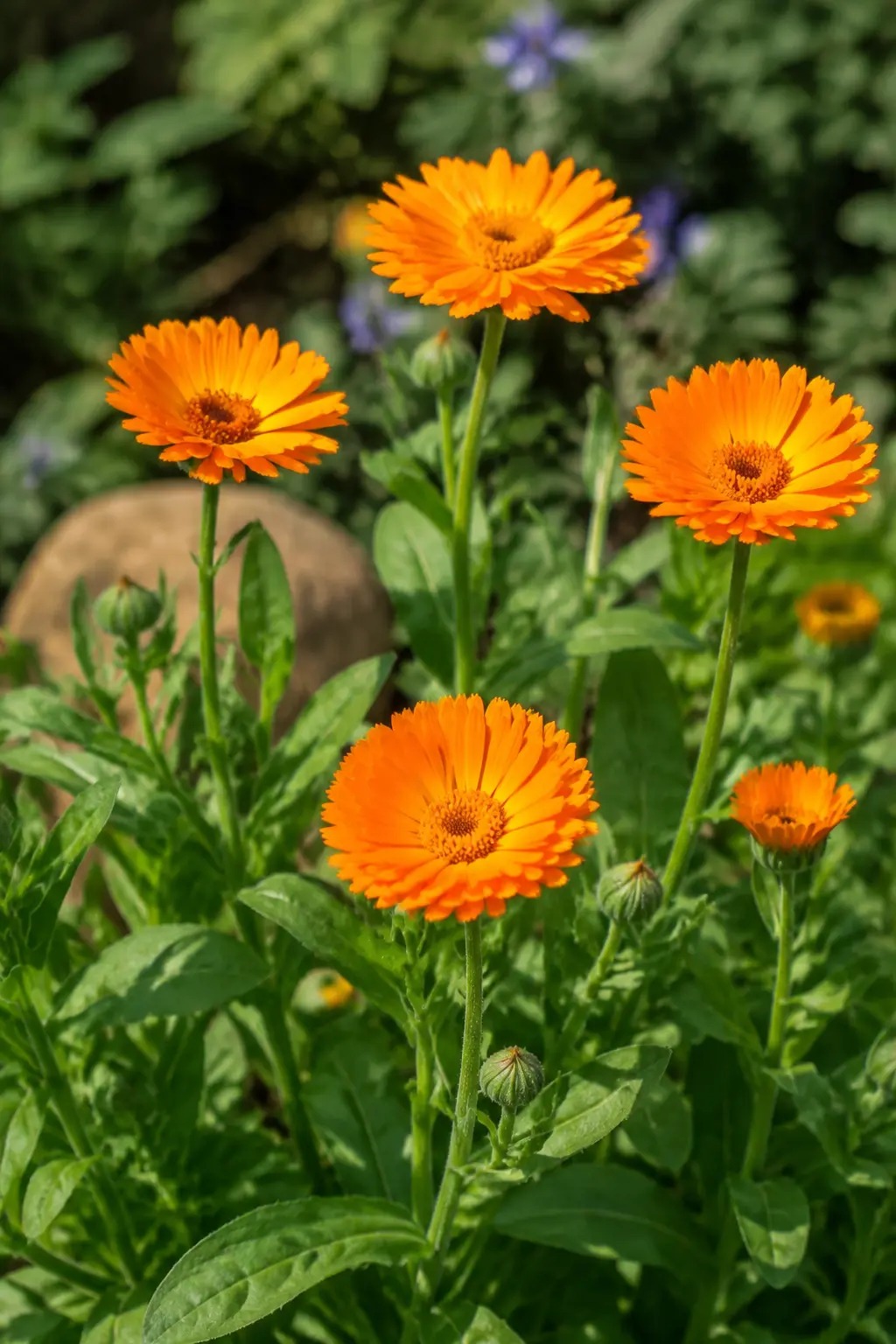 Bloeiende goudsbloem met oranje bloemhoofden in een tuin