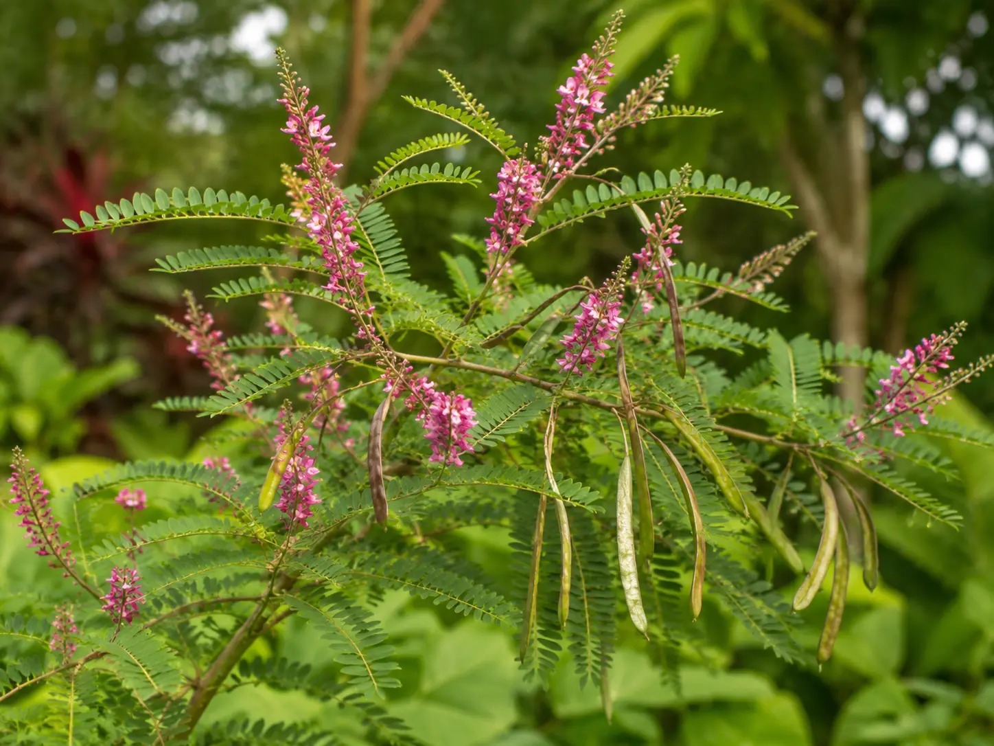 Botanische impressie van Indigofera suffruticosa (Indigofera suffruticosa)