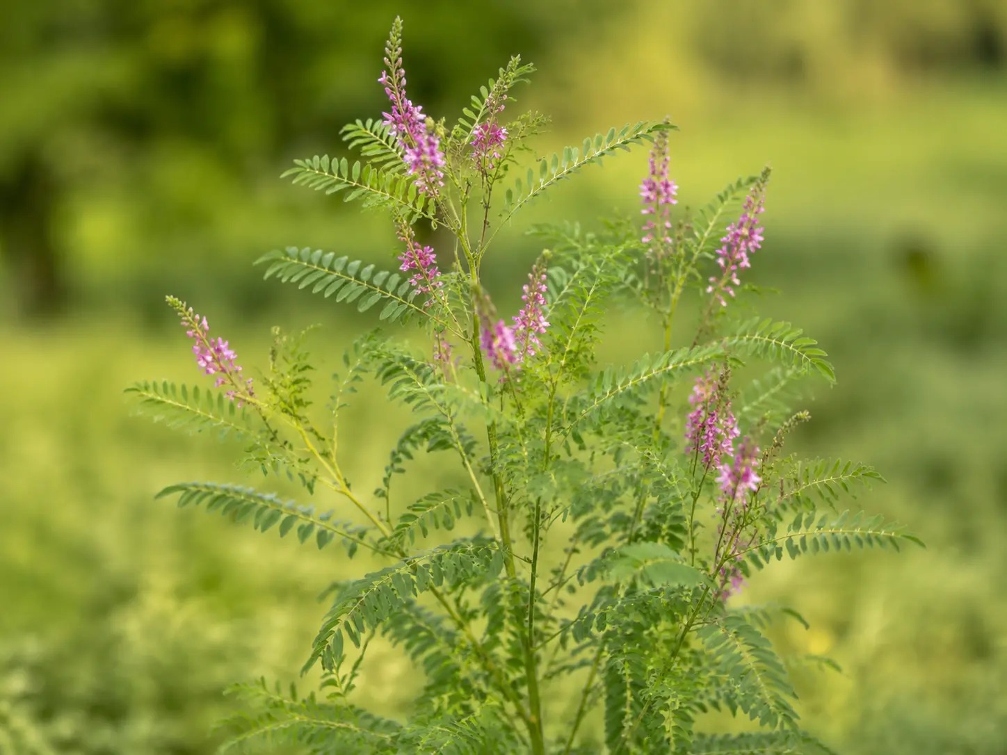 Indigofera tinctoria met geveerde bladeren en kleine roze bloemen