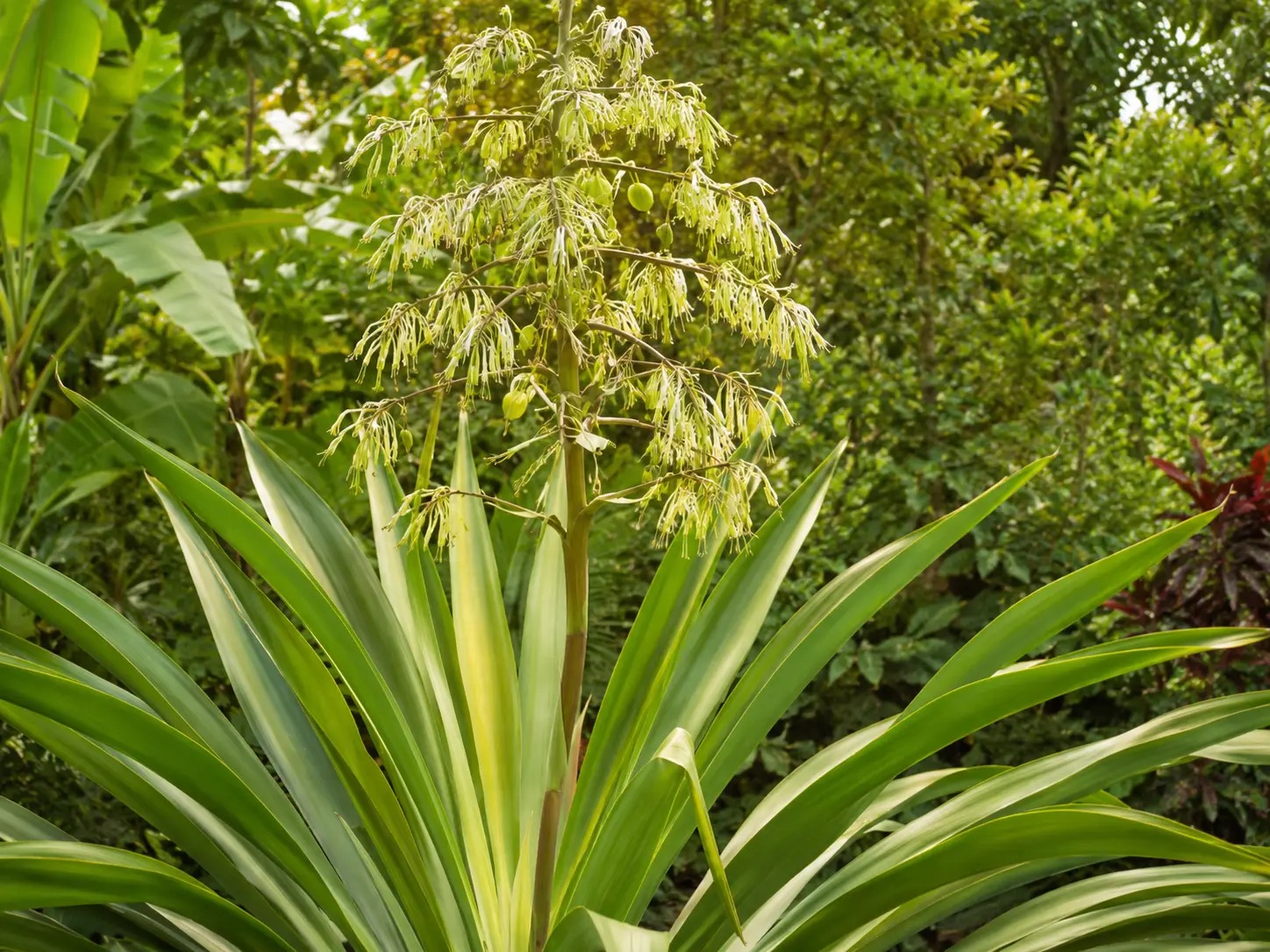Botanische impressie van Ingi sopo (Furcraea foetida)