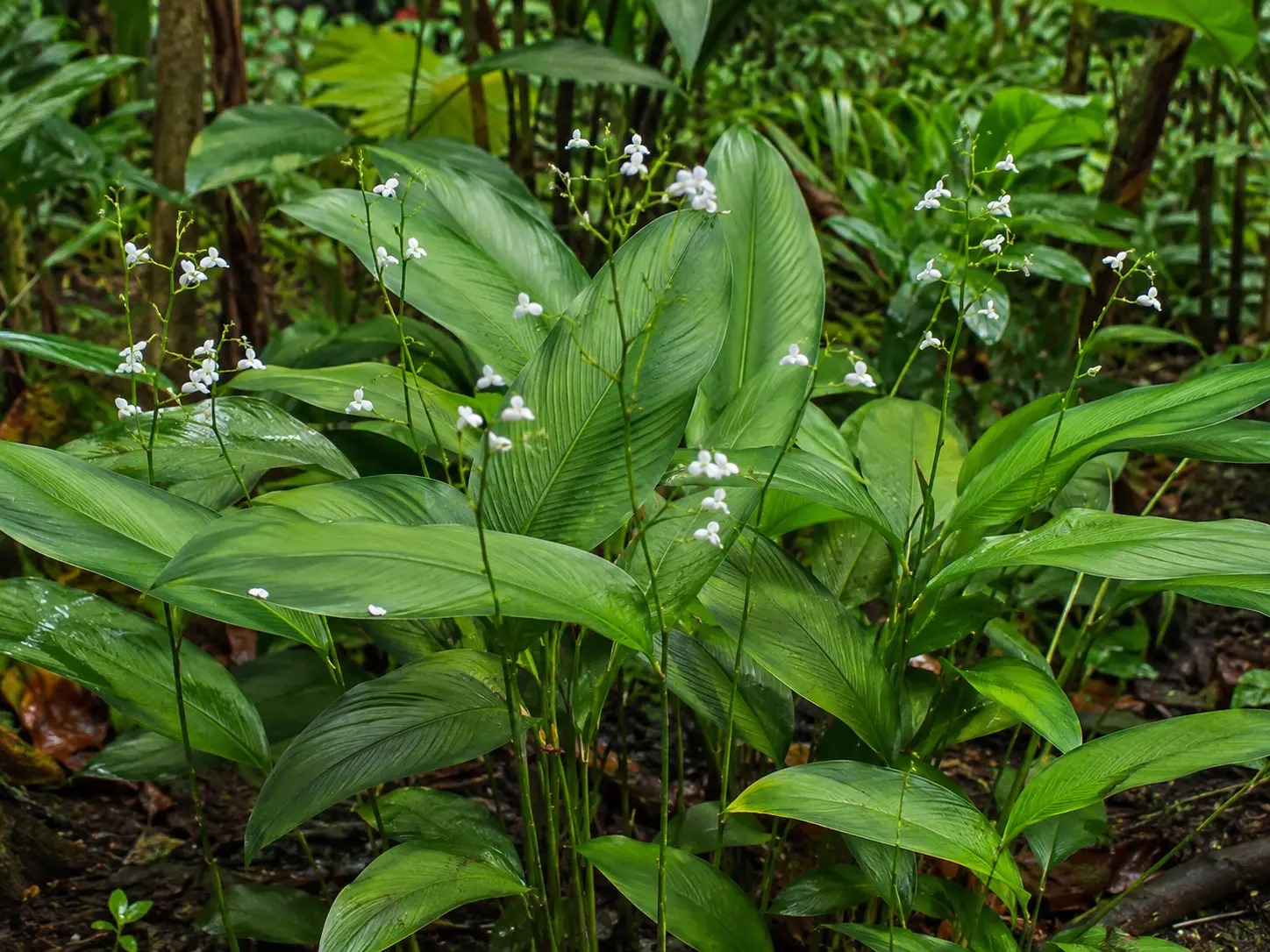 Botanische impressie van Ingi taja (Maranta arundinacea)