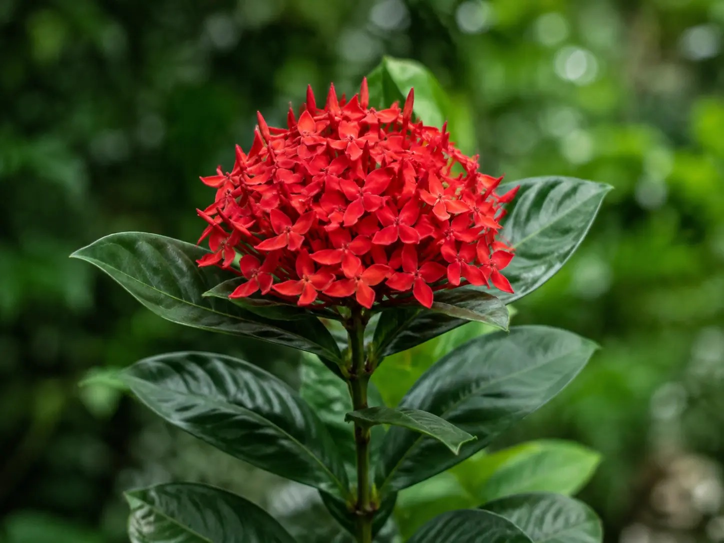 Faya lobi met dichte trossen oranjerode bloemen en glanzend blad