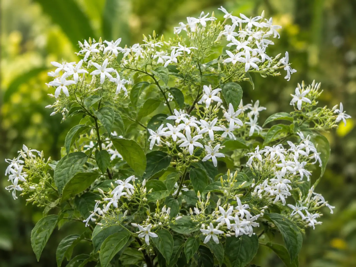 Sterjasmijn met witte stervormige bloemen tussen groene bladeren