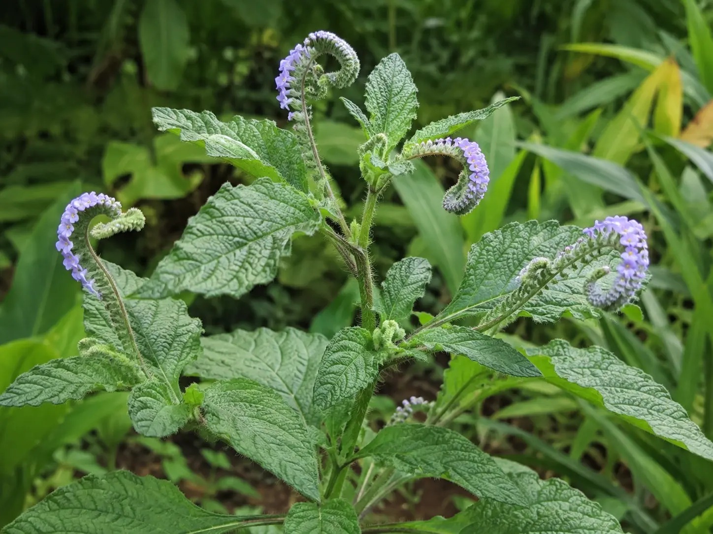 Botanische impressie van Kakafokankan (Heliotropium indicum)
