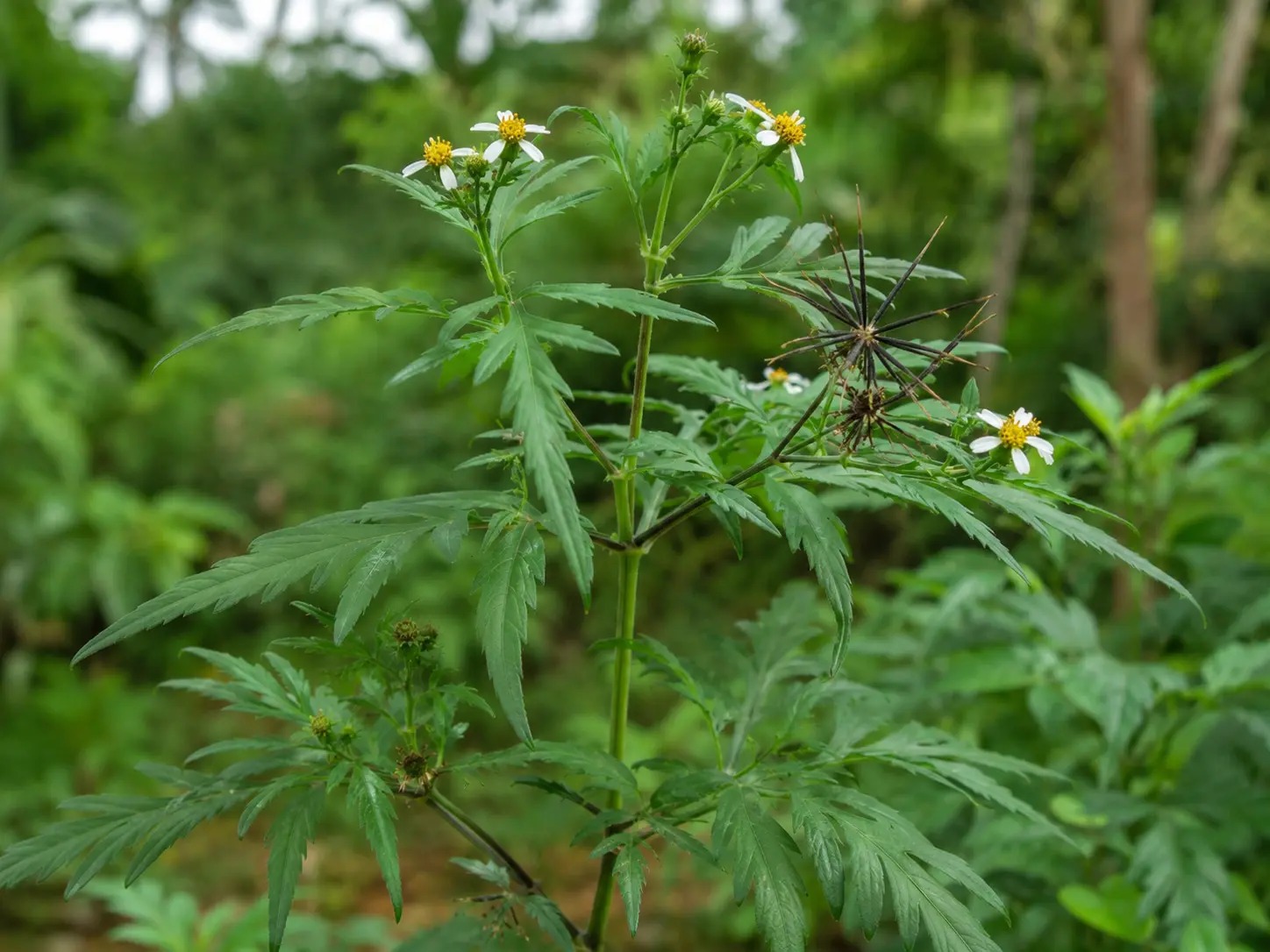 Botanische impressie van Kinama nam (Bidens cynapiifolia)