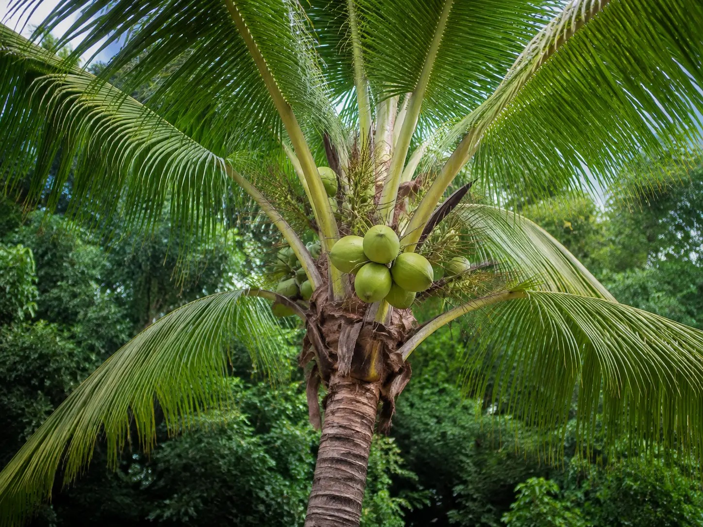 Visuele botanische impressie van Kokospalm