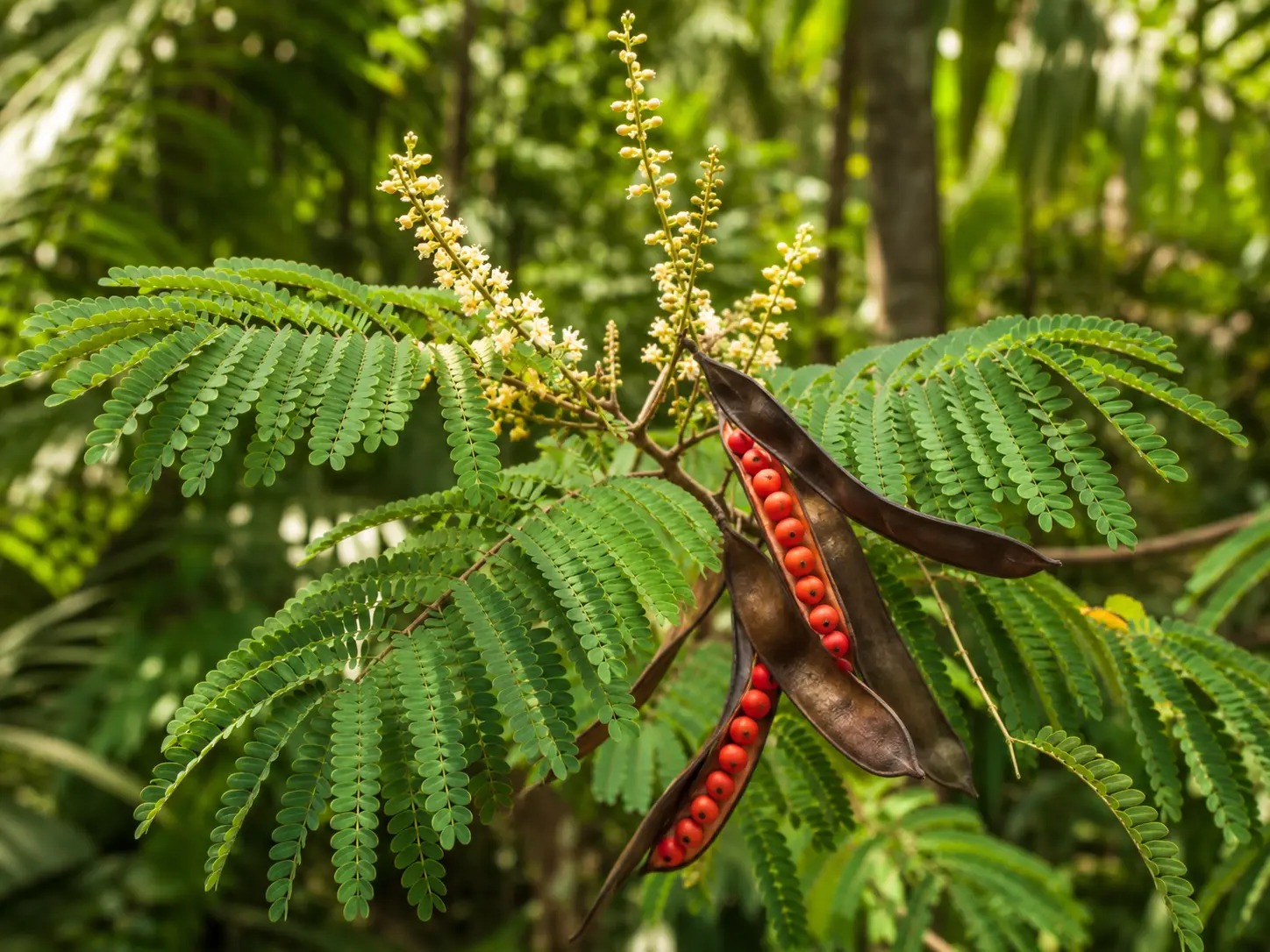 Botanische impressie van Kokriki (Adenanthera pavonina)