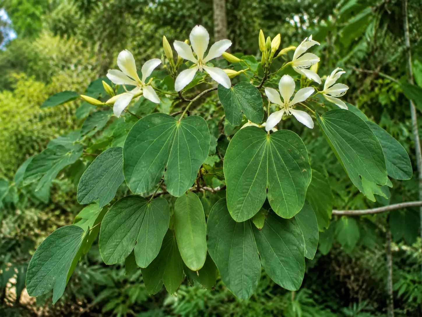 Botanische impressie van Kolada (Schnella guianensis / Schnella surinamensis)