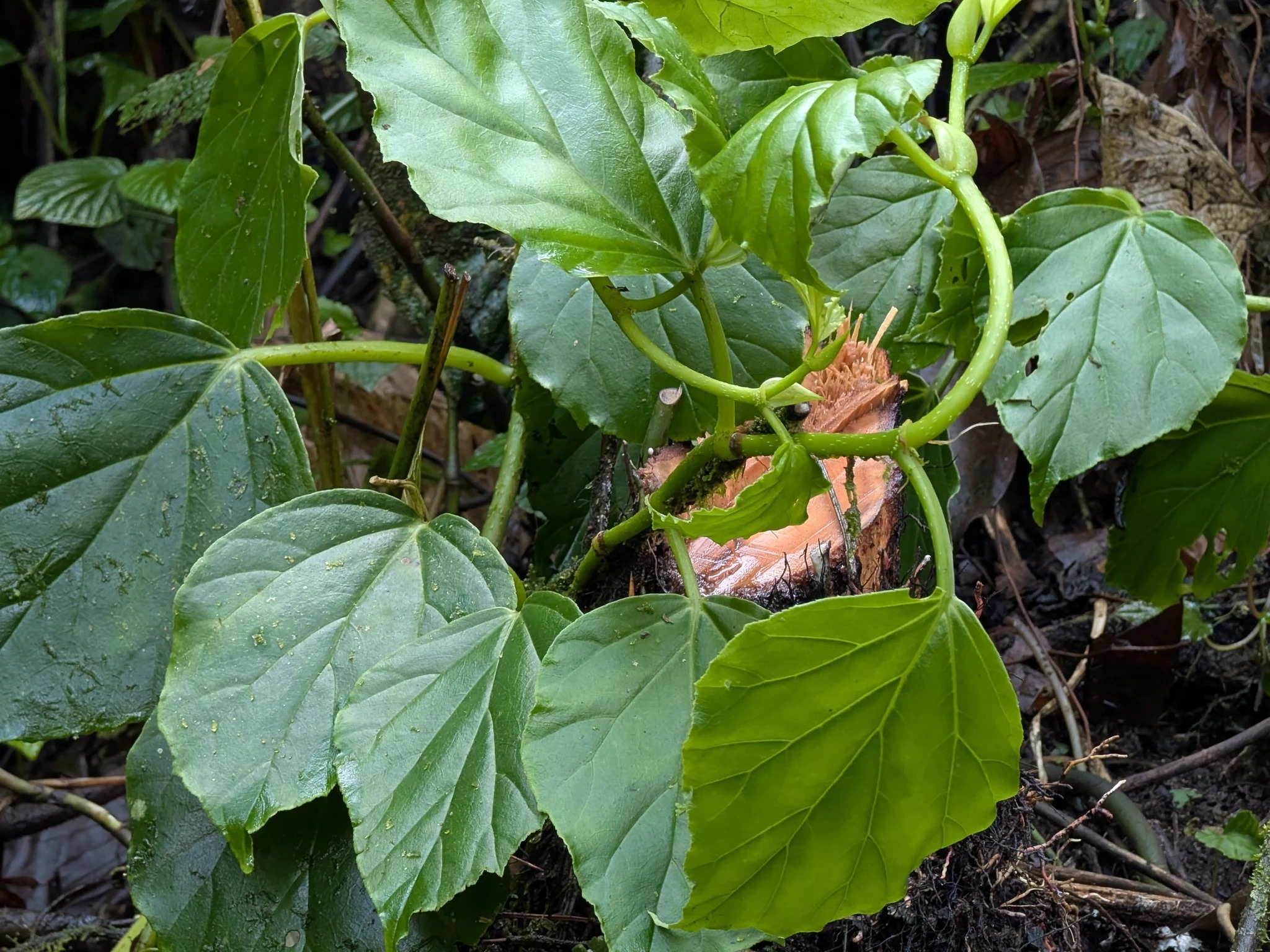Begonia glabra in natuurlijke bosvegetatie, met groene klimmende stengels, zichtbare knopen en ovale bladeren met drie hoofdnerven