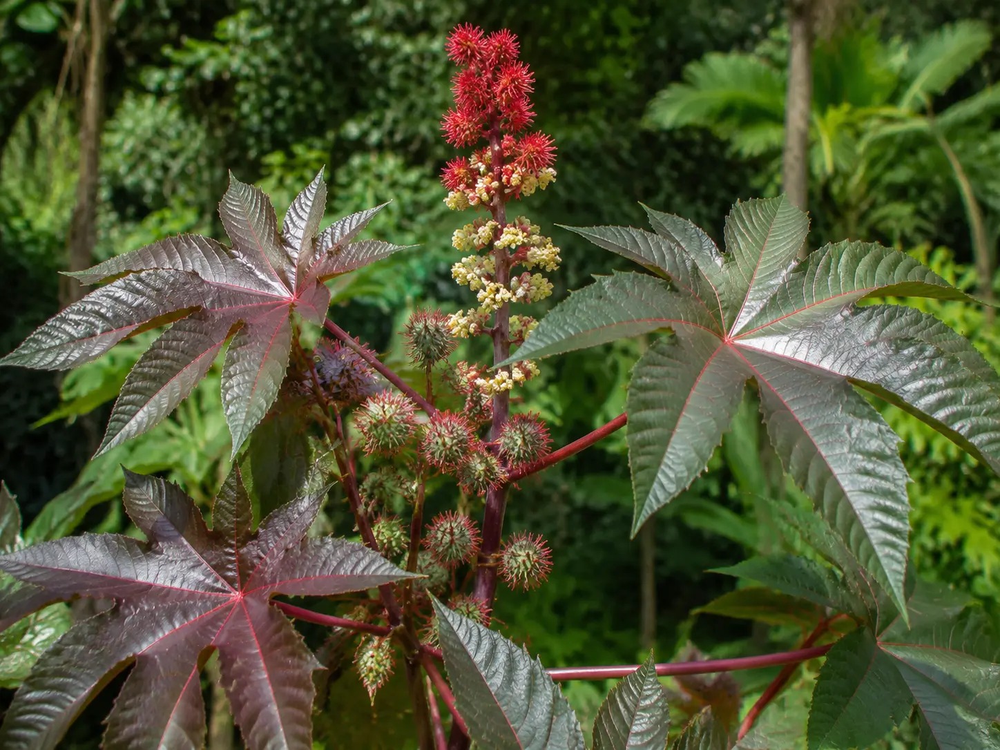 Botanische impressie van Krapata (Ricinus communis)