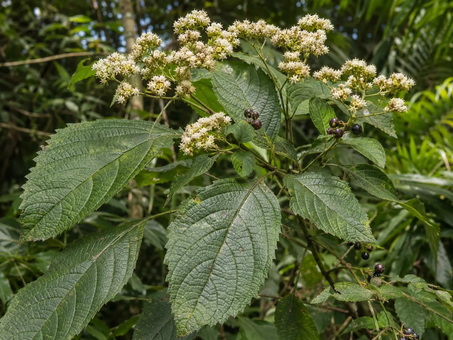 Botanische impressie van Kunami (Clibadium surinamense)