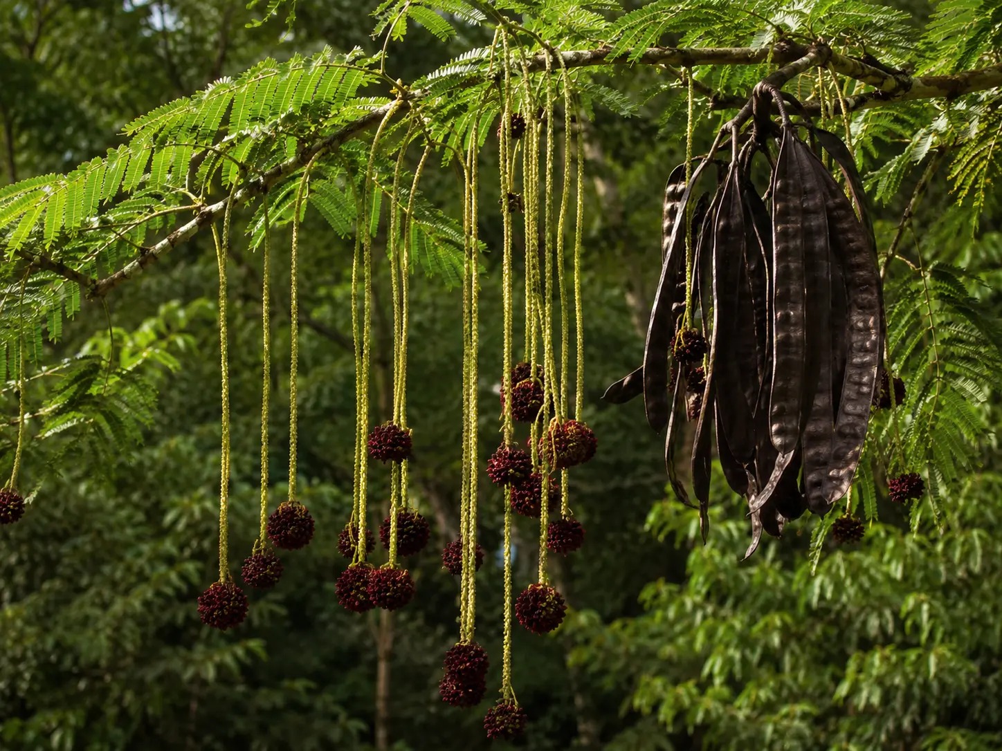 Botanische impressie van Kwatakama (Parkia pendula)
