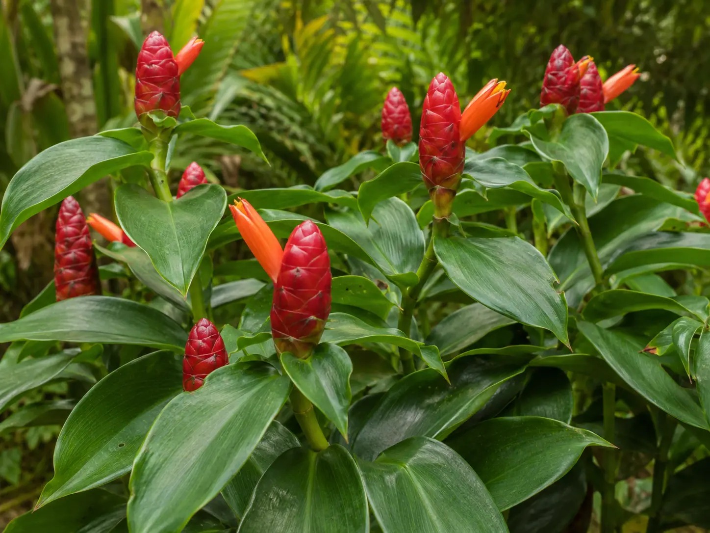 Botanische impressie van Lebi singaafu (Costus scaber)