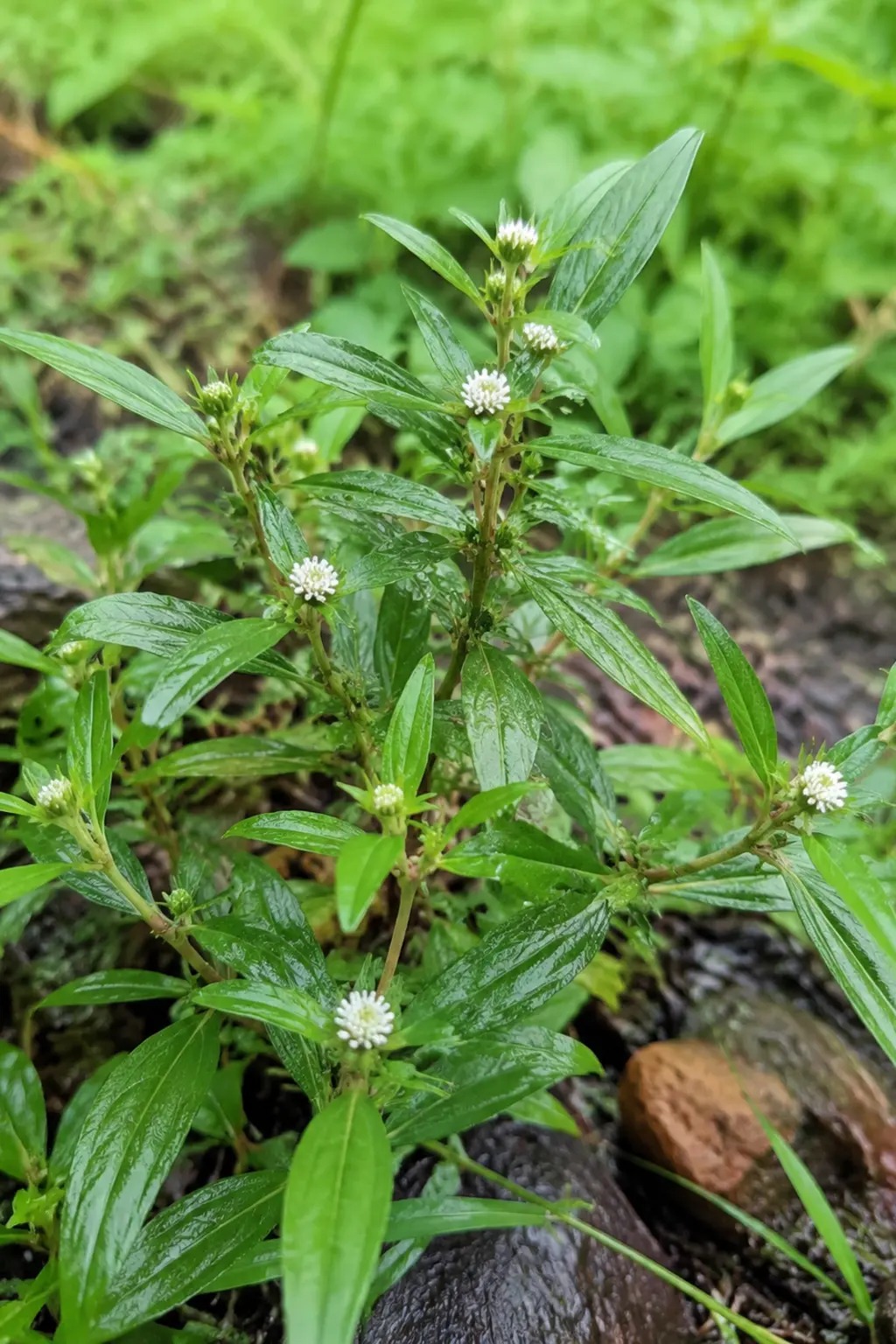 Luisa wiwiri als lage plant met smalle bladeren en kleine witte bloemhoofdjes