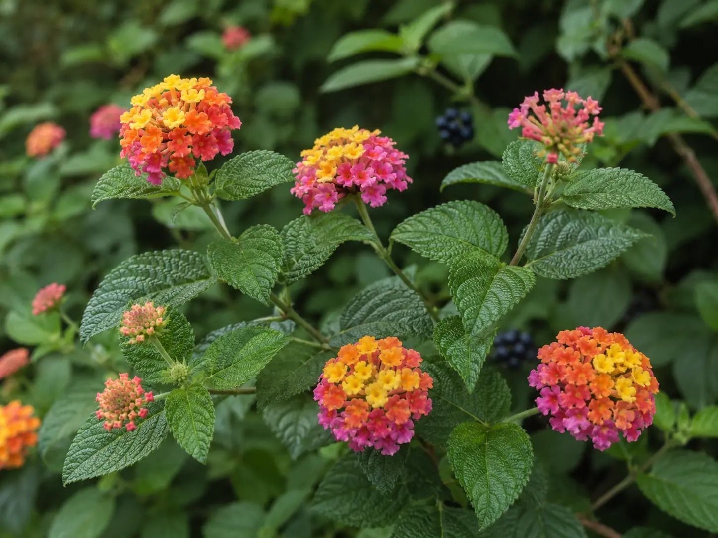 Botanische impressie van Makamaka (Lantana camara)