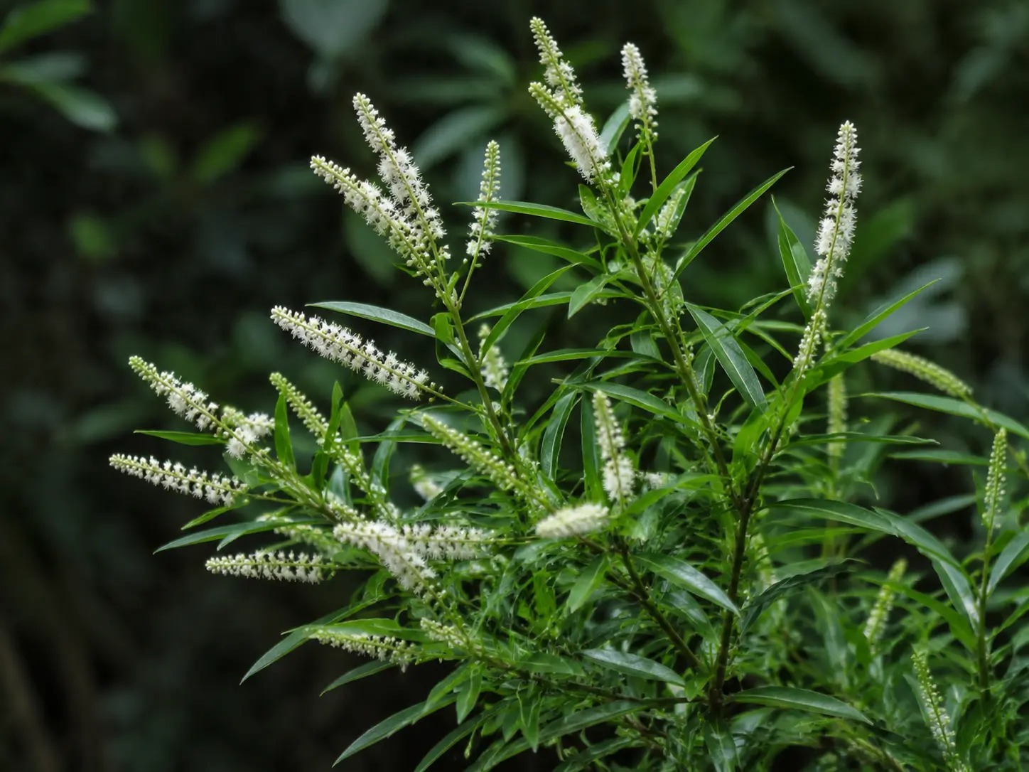 Visuele botanische impressie van Man Anesi wiwiri