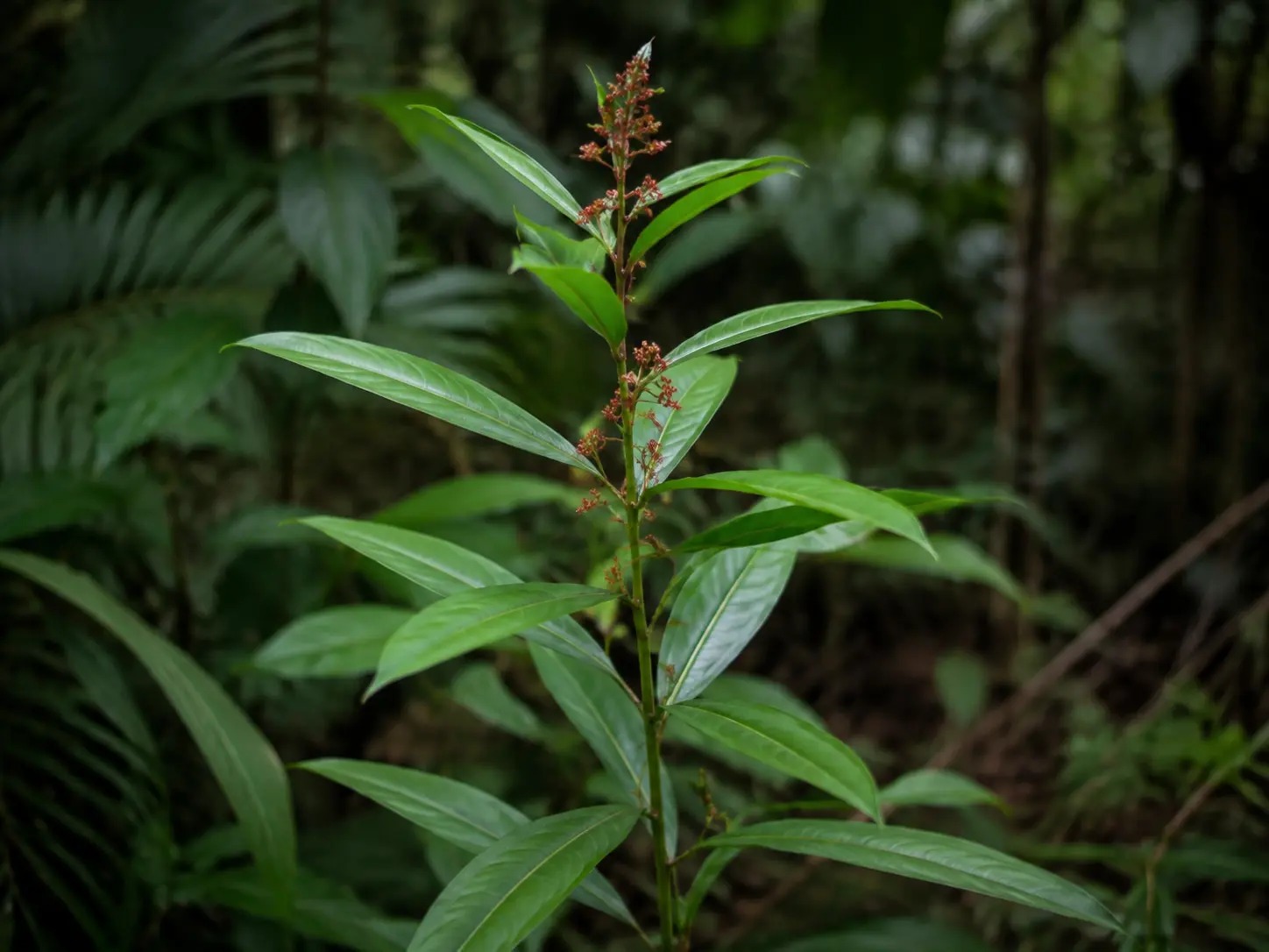 Visuele botanische impressie van Man Ingi wiwiri