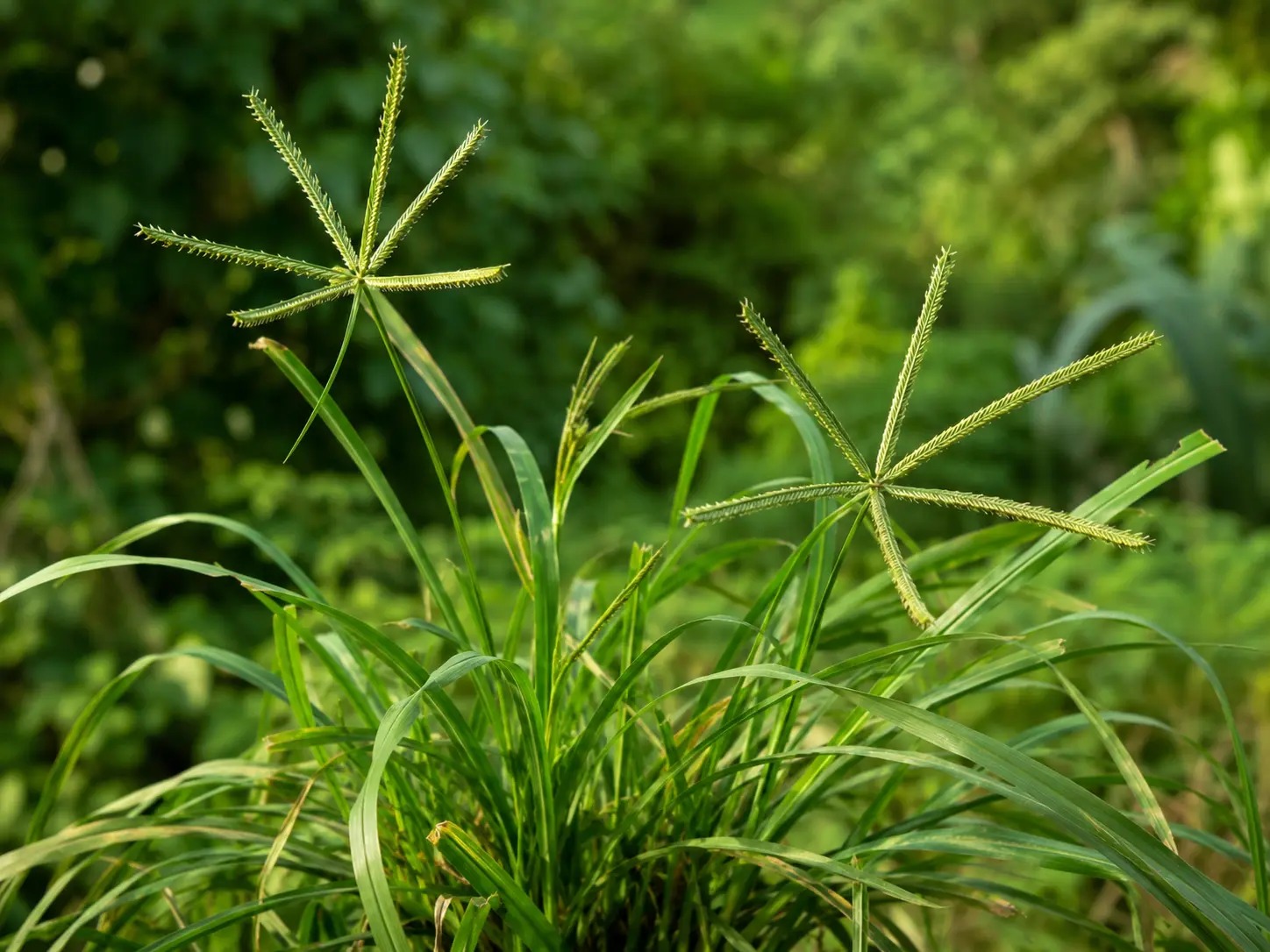 Botanische impressie van Mangrassi (Eleusine indica)