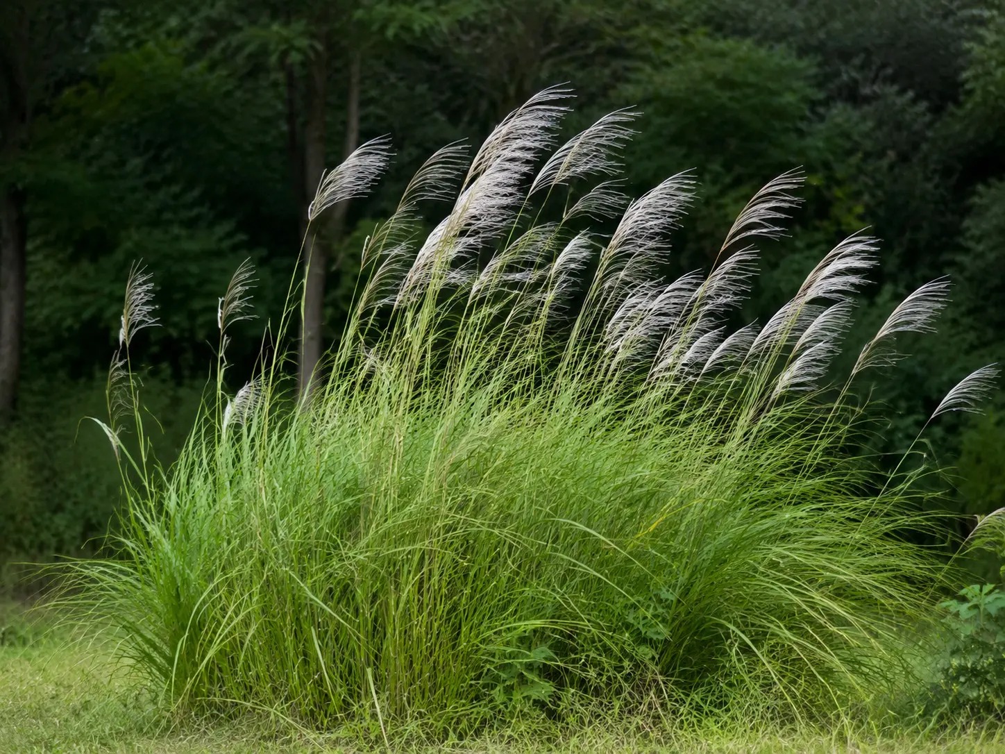 Visuele botanische impressie van Mosonjo