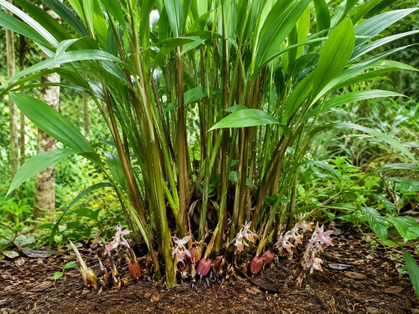 Botanische impressie van Nengre kondre pepre (Aframomum melegueta)