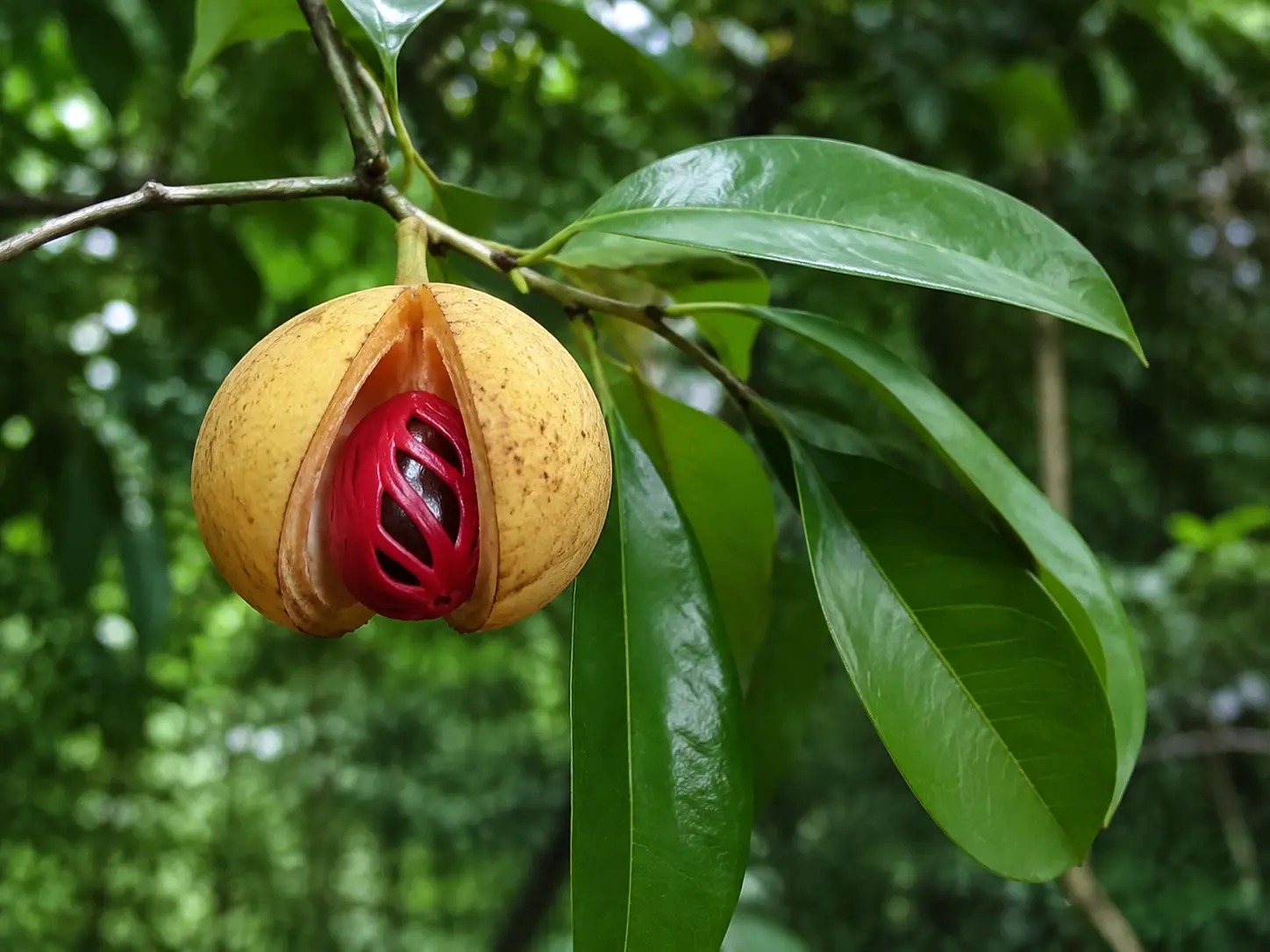 Visuele botanische impressie van Nootmuskaat