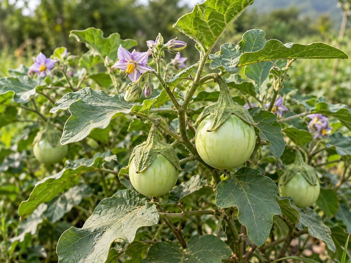 Gegenereerde botanische impressie van Antroewa (Solanum macrocarpon)