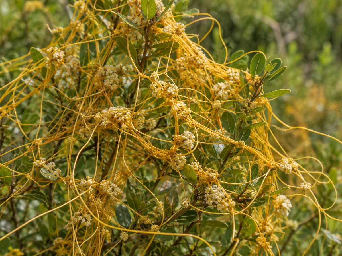 Gegenereerde botanische impressie van Duivelsnaaigaren (Cuscuta americana; de lokale naam wordt ook voor Cassytha filiformis gebruikt)