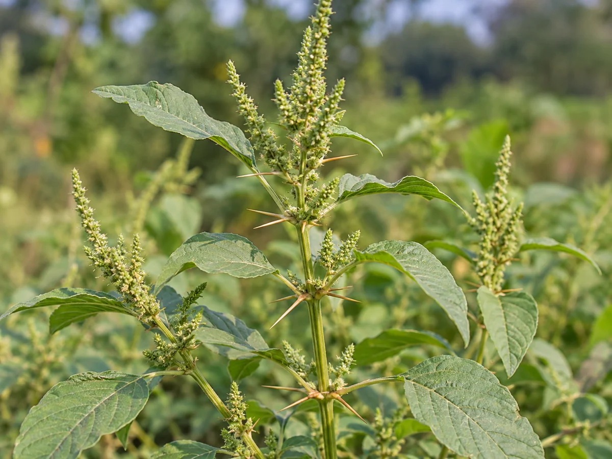 Gegenereerde botanische impressie van Makakraroen (Amaranthus spinosus)