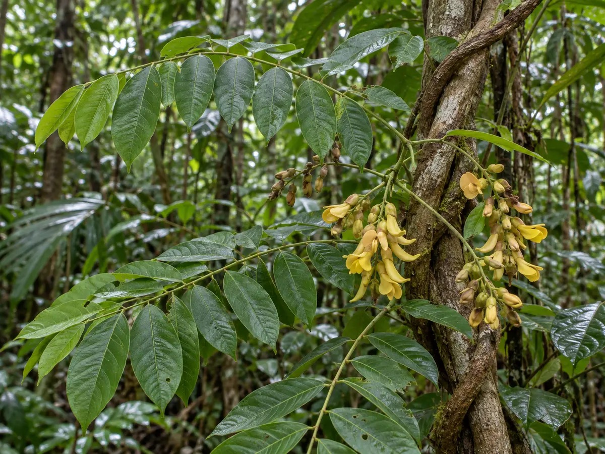 Realistische, gegenereerde foto van Deguelia chrysophylla, een van de planten die Nekoe worden genoemd
