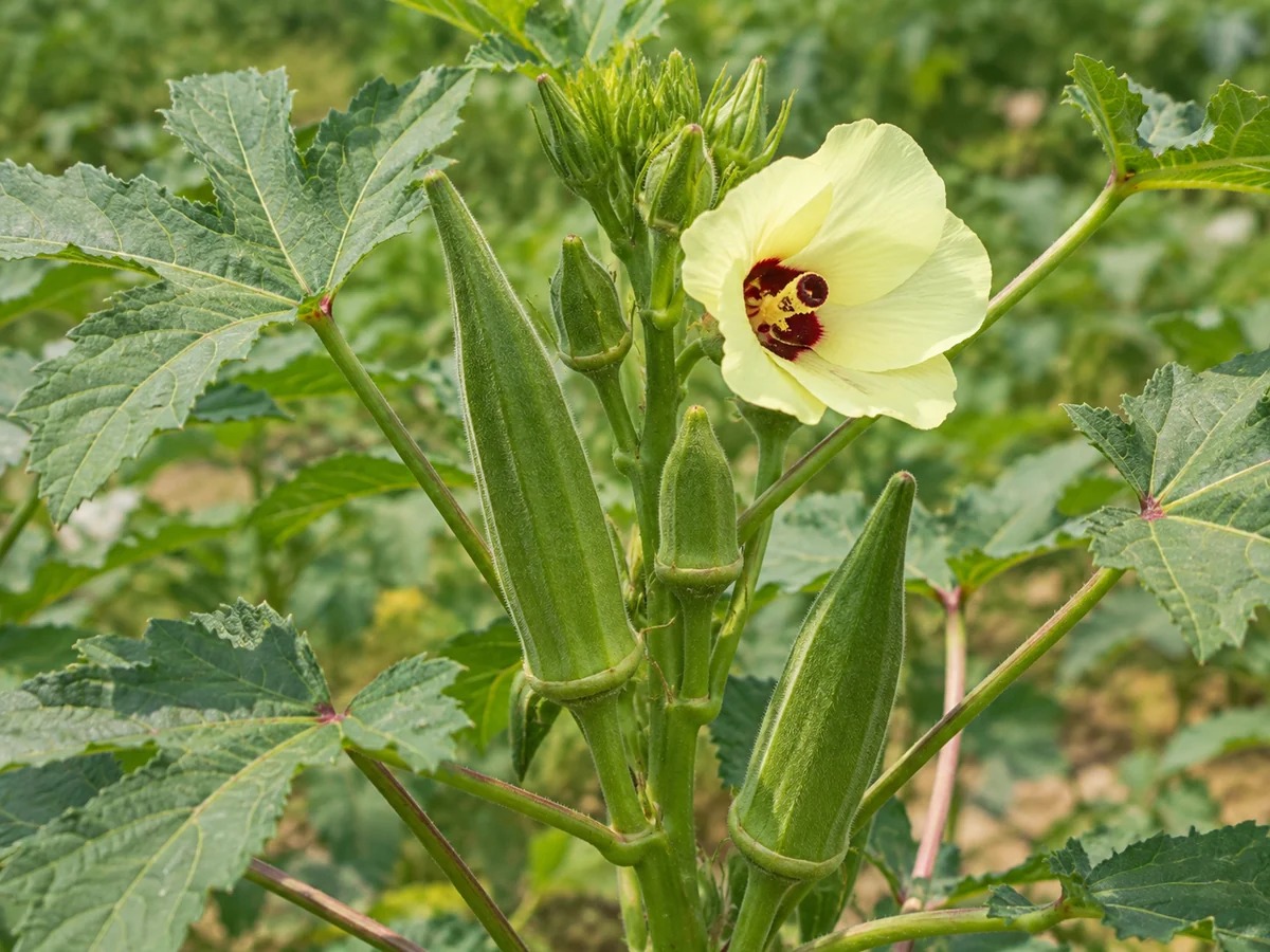 Gegenereerde botanische impressie van Oker (Abelmoschus esculentus)
