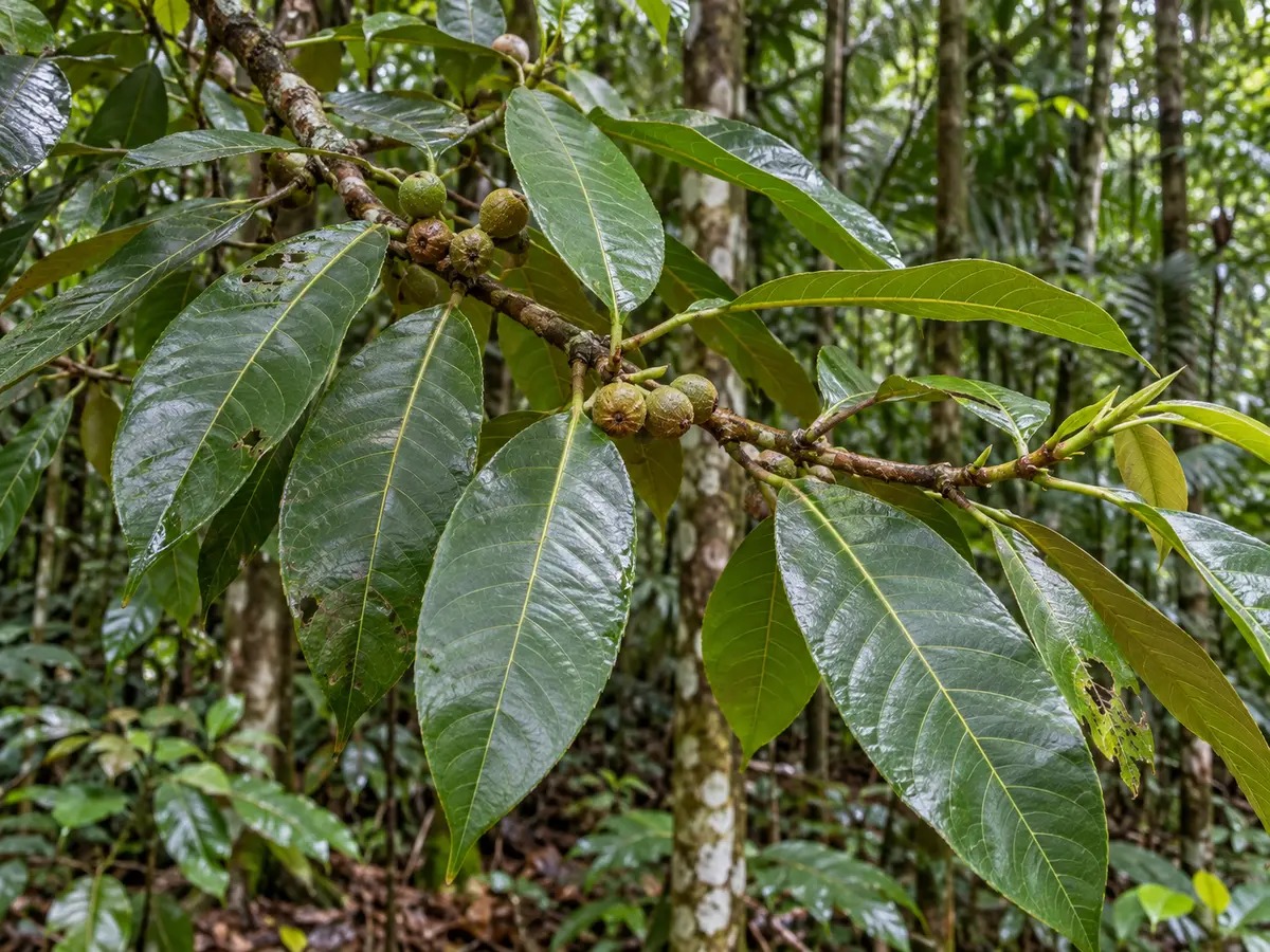 Realistische, gegenereerde foto van Brosimum acutifolium, een boom die Takini wordt genoemd